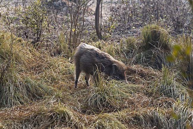 Keoladeo national park-011